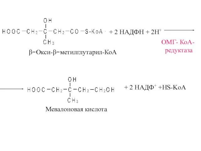 β−Окси-β−метилглутарил-КоА ОМГ- КоА- редуктаза + 2 НАДФН + 2Н+ Мевалоновая кислота + 2 НАДФ+ +HS-KoA