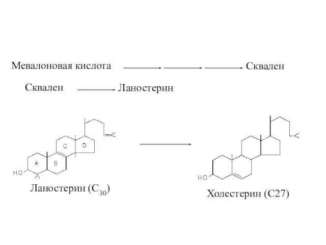 Мевалоновая кислота Сквален Сквален Ланостерин Ланостерин (С30) Холестерин (С27)