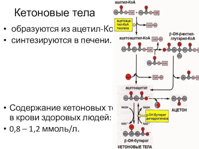 Кетоновые тела образуются из ацетил-КоА, синтезируются в печени. Содержание кетоновых тел