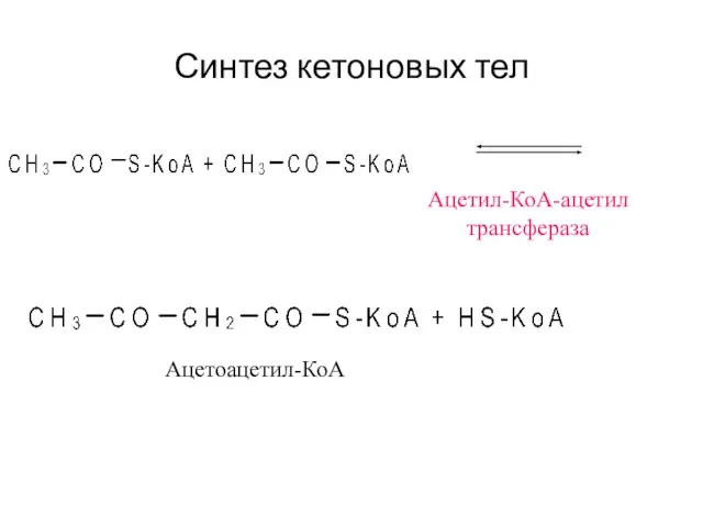 Синтез кетоновых тел Ацетил-КоА-ацетил трансфераза Ацетоацетил-КоА