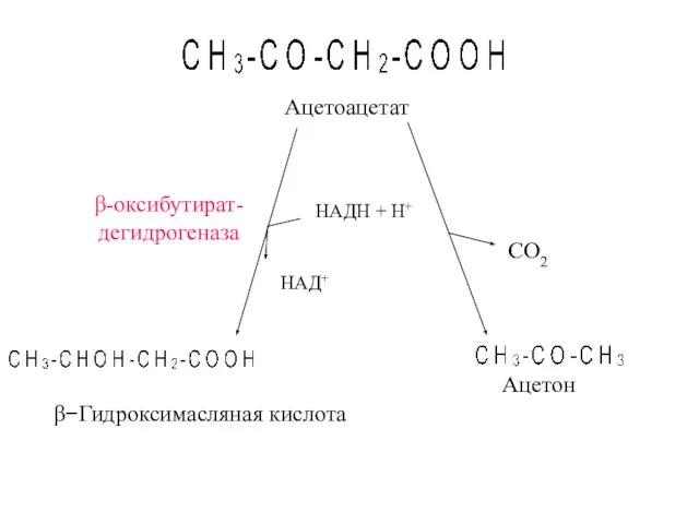 β-оксибутират- дегидрогеназа Ацетон β−Гидроксимасляная кислота СО2 НАДН + Н+ НАД+ Ацетоацетат