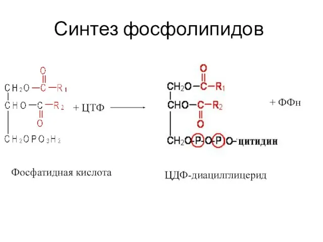 Синтез фосфолипидов + ЦТФ Фосфатидная кислота ЦДФ-диацилглицерид + ФФн