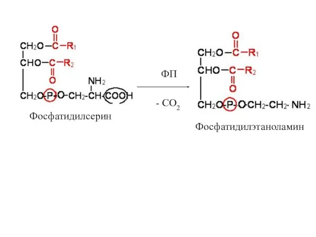 Фосфатидилсерин - СО2 ФП Фосфатидилэтаноламин