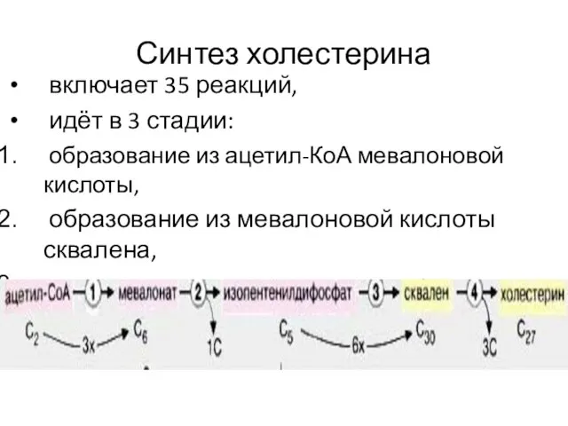 Синтез холестерина включает 35 реакций, идёт в 3 стадии: образование из