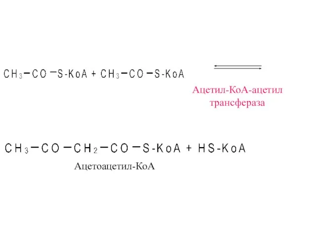 Ацетил-КоА-ацетил трансфераза Ацетоацетил-КоА