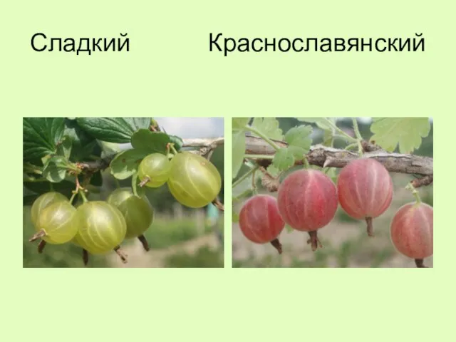 Сладкий Краснославянский