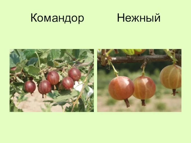 Командор Нежный