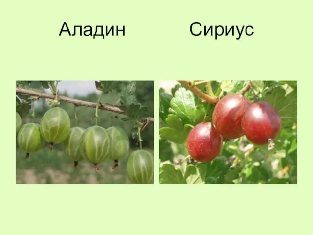 Аладин Сириус