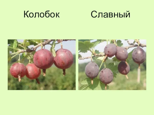 Колобок Славный