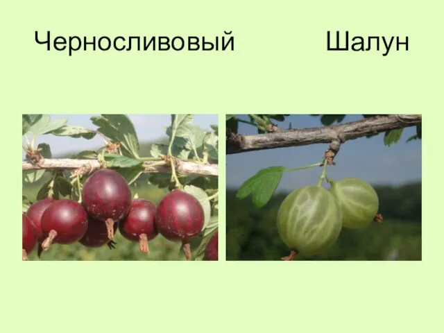 Черносливовый Шалун