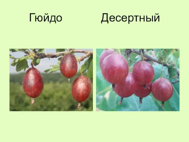 Гюйдо Десертный