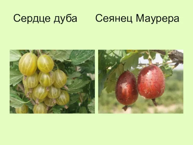 Сердце дуба Сеянец Маурера