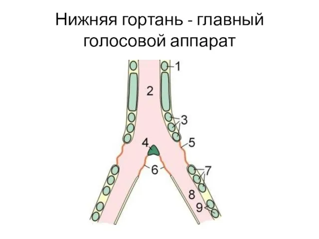 Нижняя гортань - главный голосовой аппарат