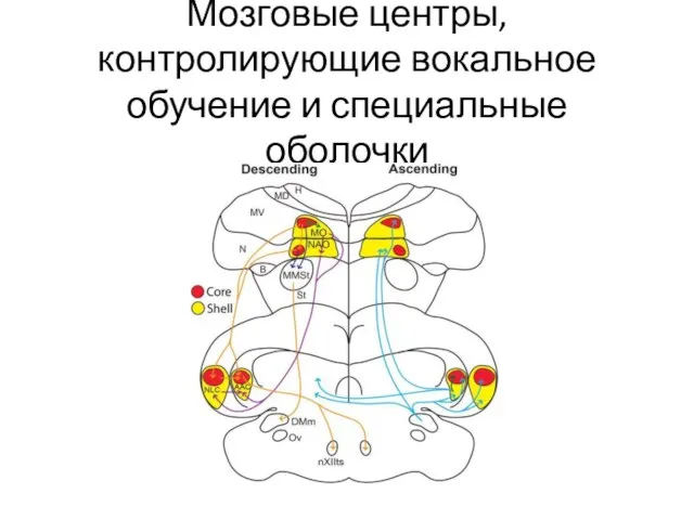 Мозговые центры, контролирующие вокальное обучение и специальные оболочки