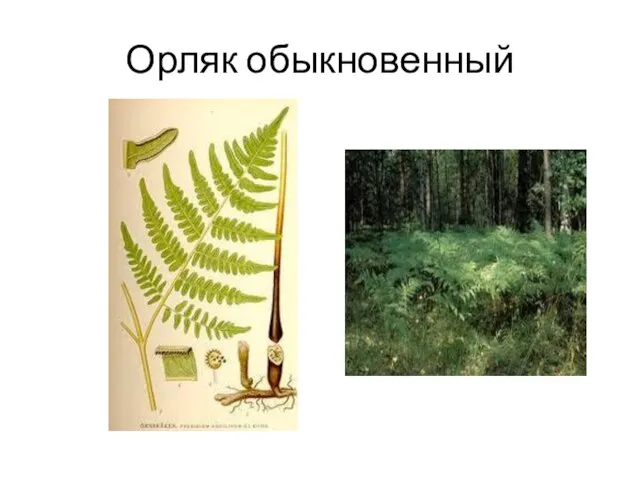 Орляк обыкновенный