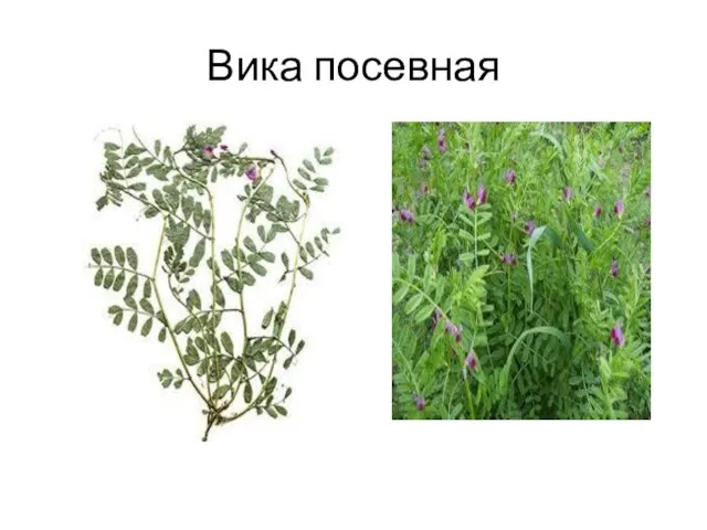 Вика посевная