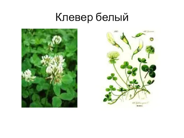 Клевер белый