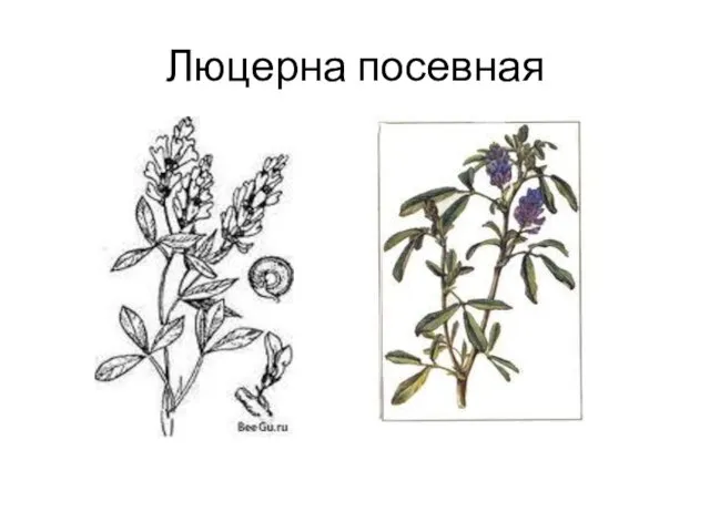 Люцерна посевная