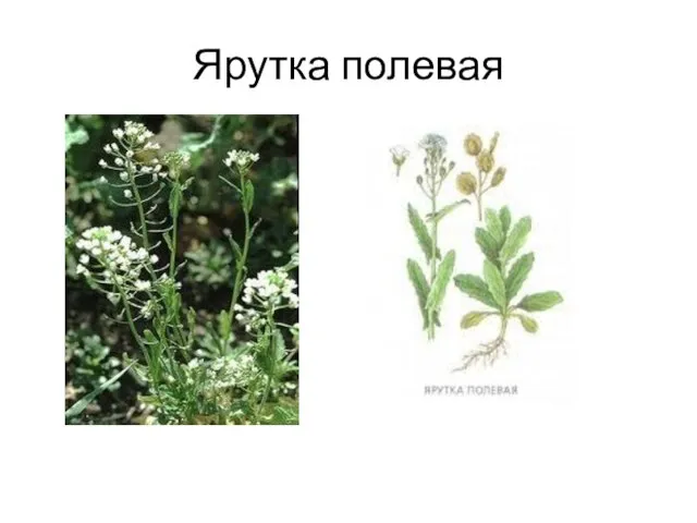 Ярутка полевая