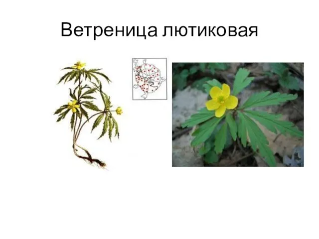 Ветреница лютиковая