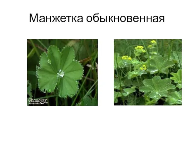 Манжетка обыкновенная