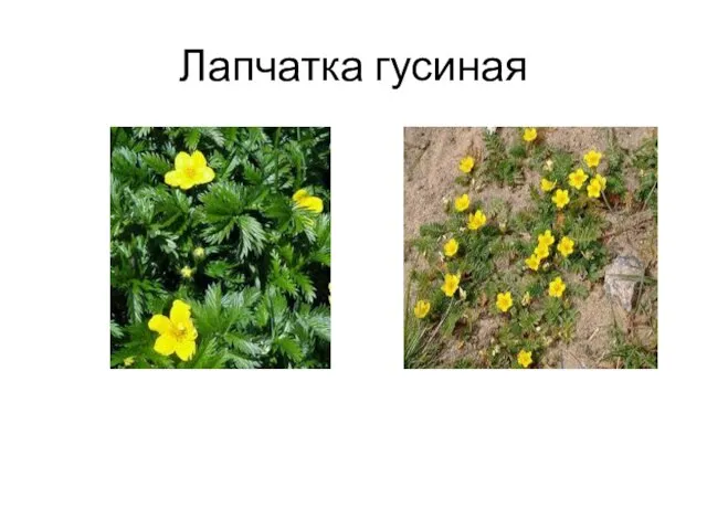 Лапчатка гусиная