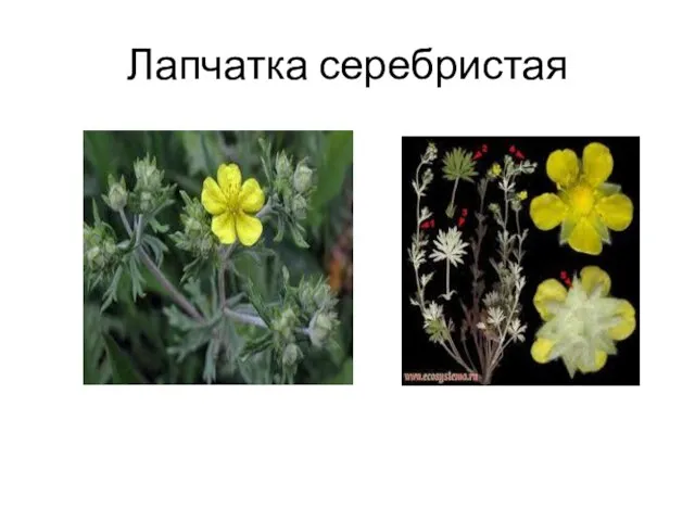 Лапчатка серебристая