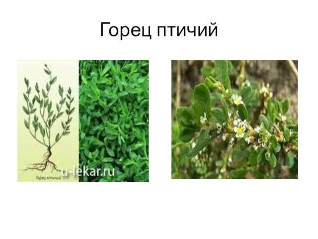 Горец птичий