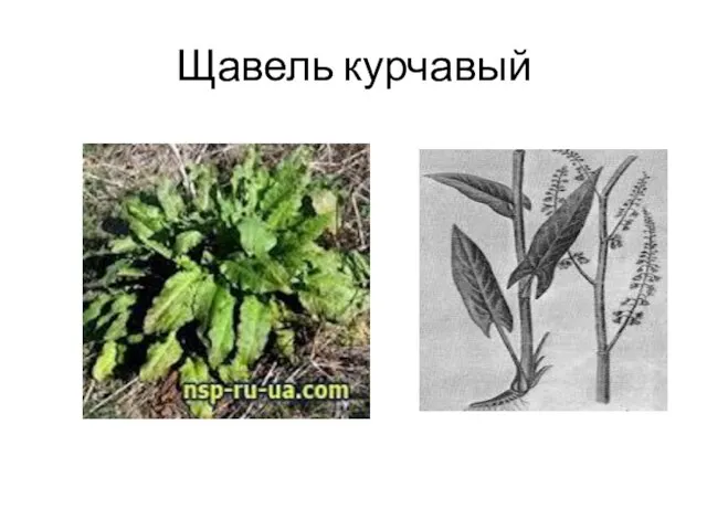 Щавель курчавый