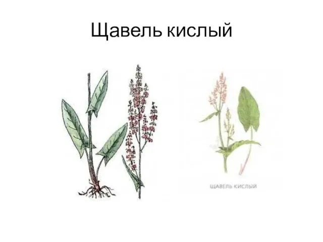 Щавель кислый