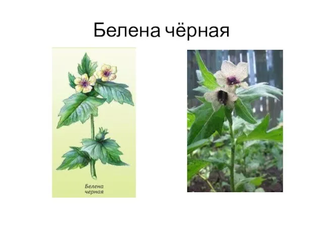 Белена чёрная