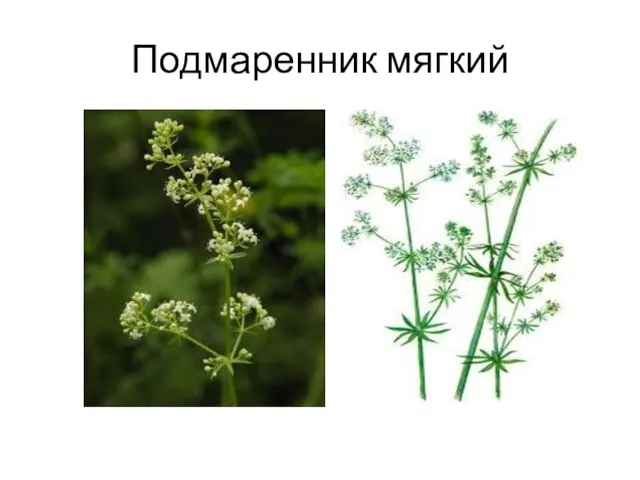 Подмаренник мягкий