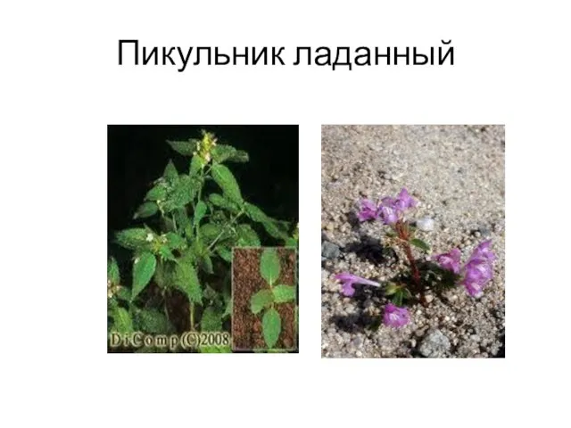 Пикульник ладанный