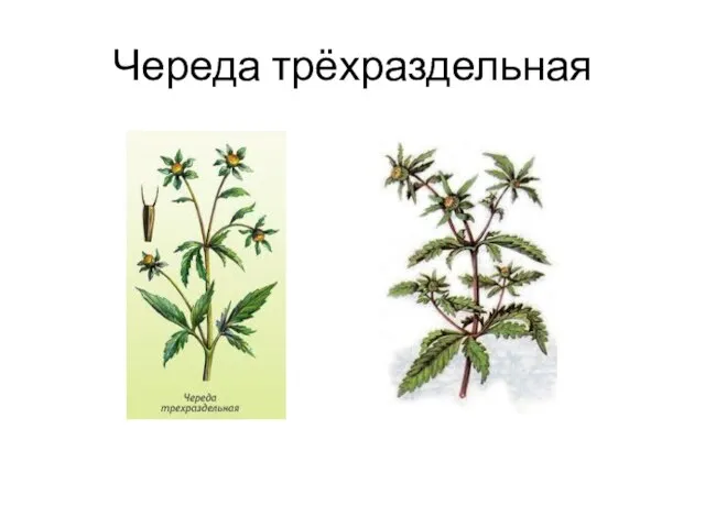 Череда трёхраздельная