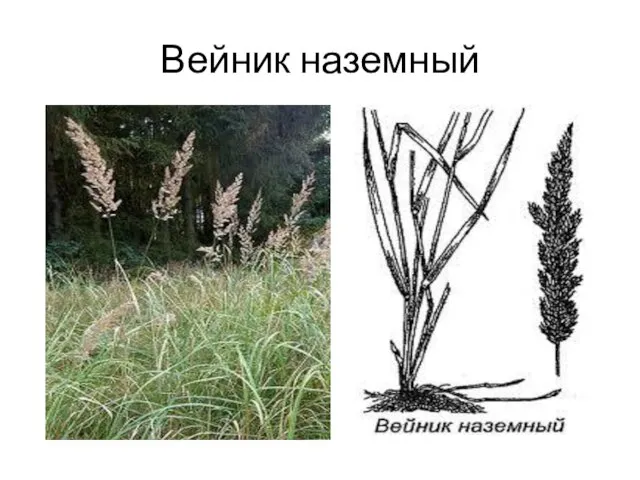 Вейник наземный