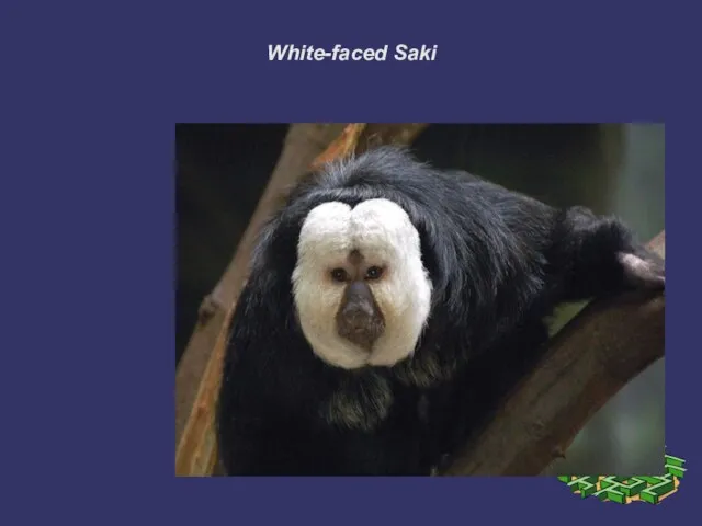 White-faced Saki