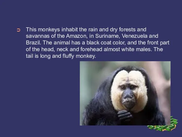 This monkeys inhabit the rain and dry forests and savannas of