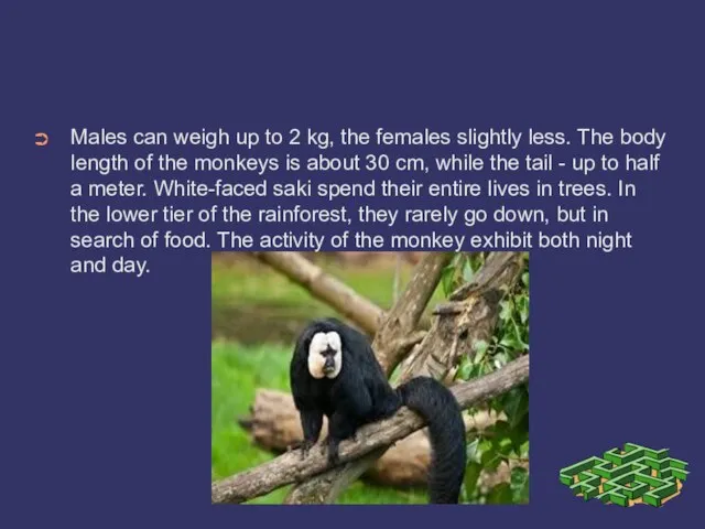 Males can weigh up to 2 kg, the females slightly less.