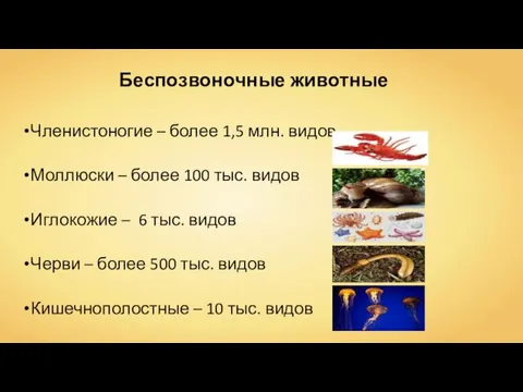 Беспозвоночные животные Членистоногие – более 1,5 млн. видов Моллюски – более