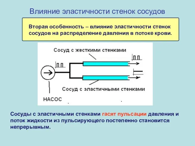 Влияние эластичности стенок сосудов Вторая особенность – влияние эластичности стенок сосудов