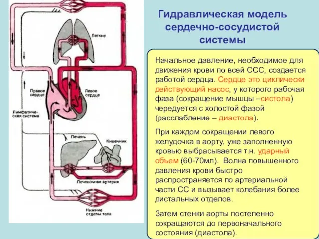 Гидравлическая модель сердечно-сосудистой системы Начальное давление, необходимое для движения крови по