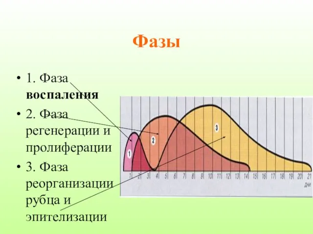 Фазы 1. Фаза воспаления 2. Фаза регенерации и пролиферации 3. Фаза реорганизации рубца и эпителизации