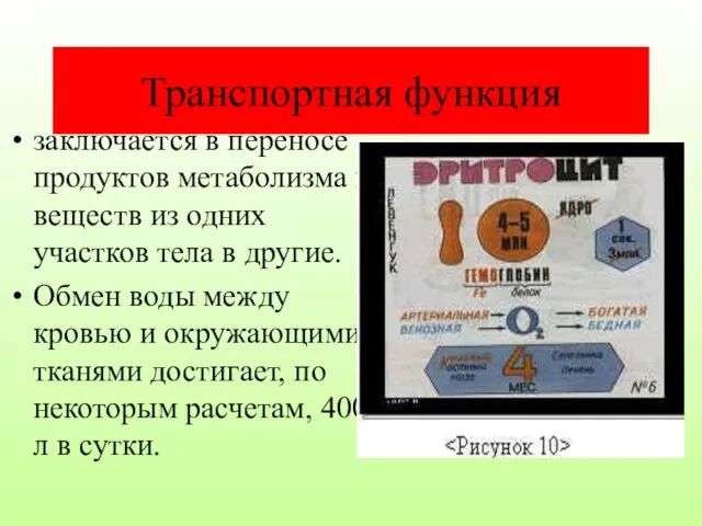 Транспортная функция заключается в переносе продуктов метаболизма и веществ из одних