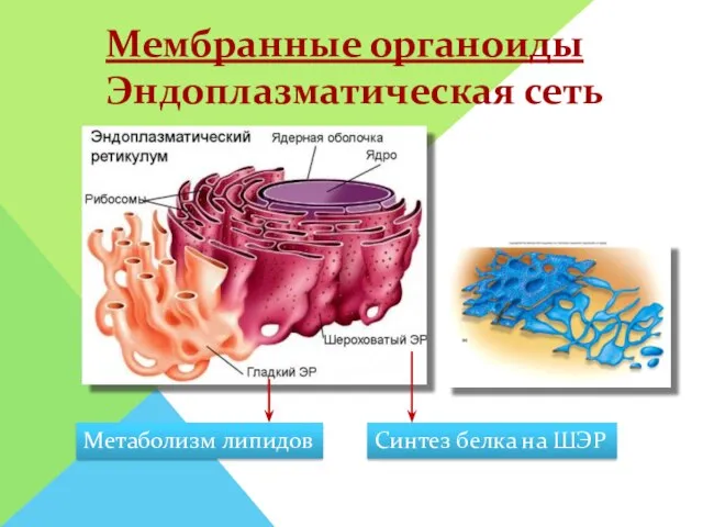 Нуклеиновых кислот нет. Мембранные органоиды Эндоплазматическая сеть Метаболизм липидов Синтез белка на ШЭР