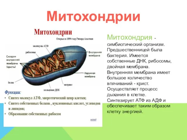 Митохондрии Митохондрия - симбиотический организм. Предшественницей была бактерия. Имеется собственные ДНК,