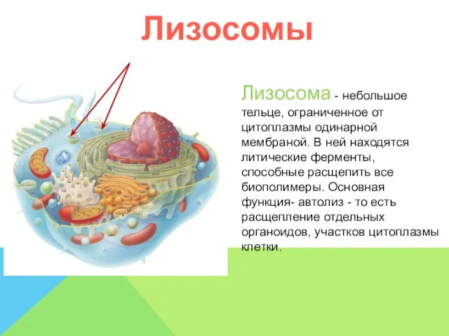 Лизосома - небольшое тельце, ограниченное от цитоплазмы одинарной мембраной. В ней