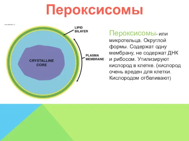 Пероксисомы Пероксисомы- или микротельца. Округлой формы. Содержат одну мембрану, не содержат