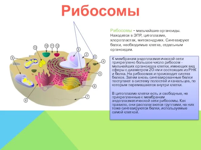 Рибосомы Рибосомы - мельчайшие органоиды. Находятся в ЭПР, цитоплазме, хлоропластах, митохондриях.