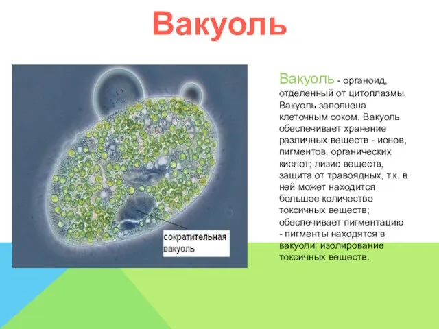 Вакуоль Вакуоль - органоид, отделенный от цитоплазмы. Вакуоль заполнена клеточным соком.