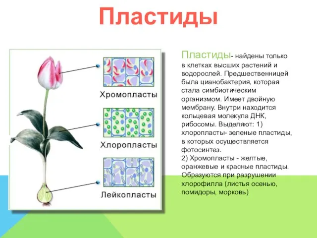 Пластиды Пластиды- найдены только в клетках высших растений и водорослей. Предшественницей